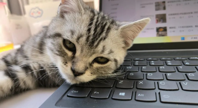 被迫离职怎样申请失业金呢?(图1) 被迫离职怎样申请失业金呢?(图1)